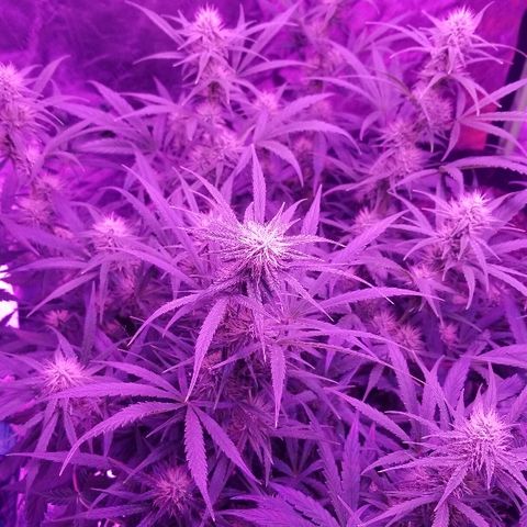 Auto White Widow growlog photo: From baby till now part 4 of 4