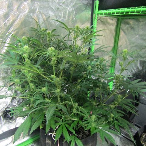 Auto White Widow growlog photo: From baby till now part 4 of 4