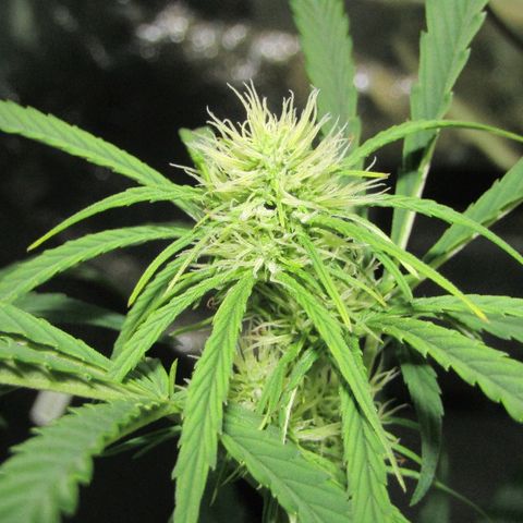 Auto White Widow growlog photo: From baby till now part 4 of 4