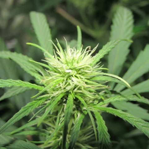 Auto White Widow growlog photo: From baby till now part 4 of 4