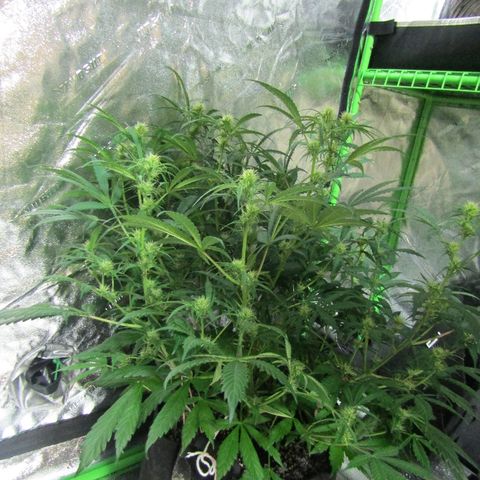 Auto White Widow growlog photo: From baby till now part 4 of 4