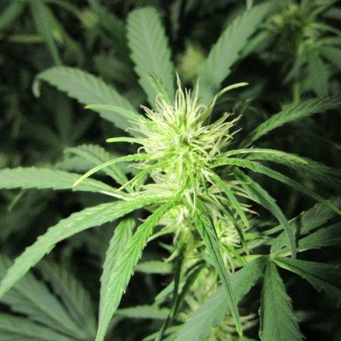 Auto White Widow growlog photo: From baby till now part 4 of 4