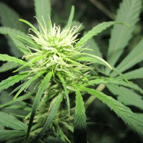 Auto White Widow growlog photo: From baby till now part 4 of 4