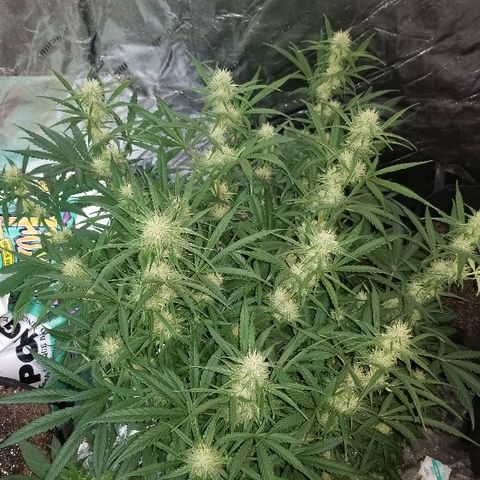 Auto White Widow growlog photo: From baby till now part 4 of 4