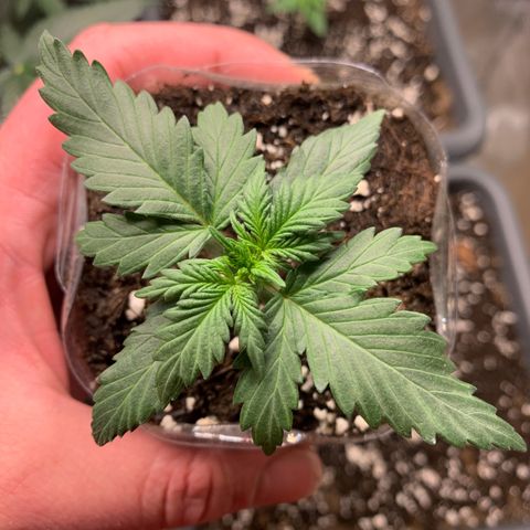 Critical Automatic growlog timeline photo