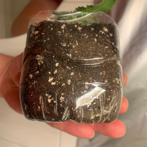 Critical Automatic growlog timeline photo