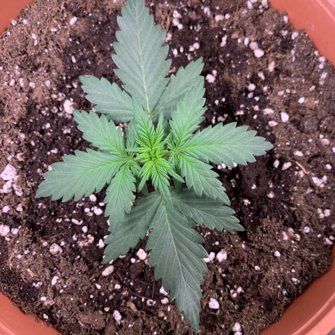 Critical Automatic growlog timeline photo