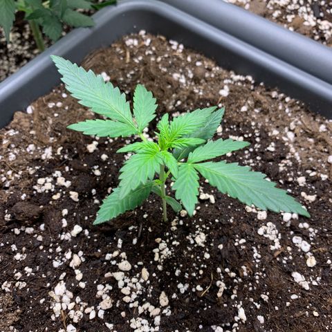 Cream Mandarine XL Auto growlog timeline photo