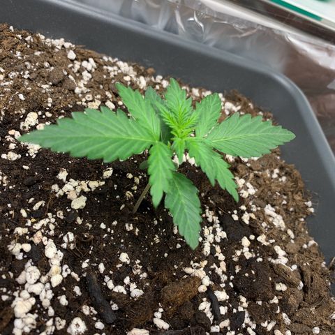 Dark Devil Auto growlog timeline photo