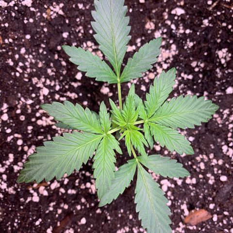 Cream Mandarine XL Auto growlog timeline photo