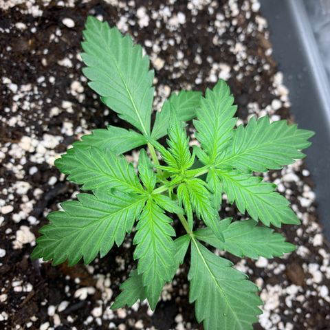 Dark Devil Auto growlog timeline photo