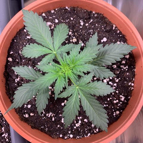 Critical Automatic growlog timeline photo