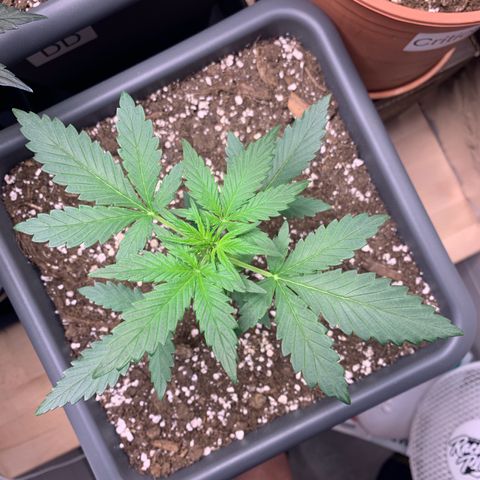Cream Mandarine XL Auto growlog timeline photo