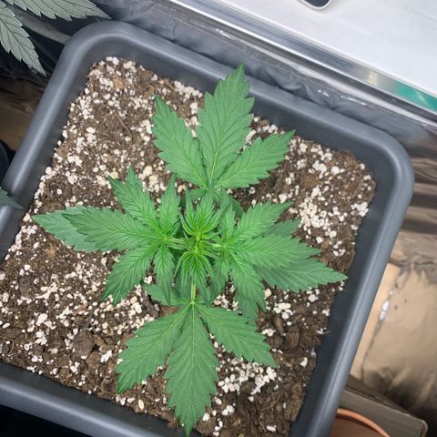 Dark Devil Auto growlog timeline photo