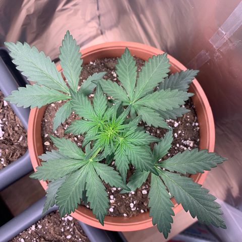 Critical Automatic growlog timeline photo