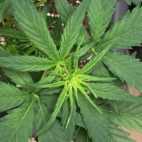 Cream Mandarine XL Auto growlog timeline photo