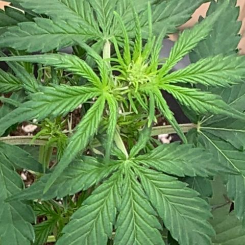 Dark Devil Auto growlog timeline photo