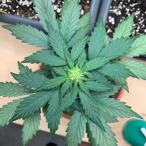 Critical Automatic growlog timeline photo