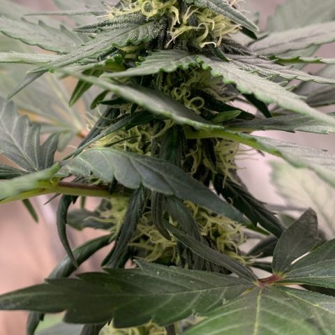 Critical Automatic growlog timeline photo