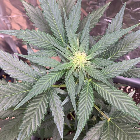 Cream Mandarine XL Auto growlog timeline photo