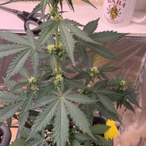 Dark Devil Auto growlog timeline photo
