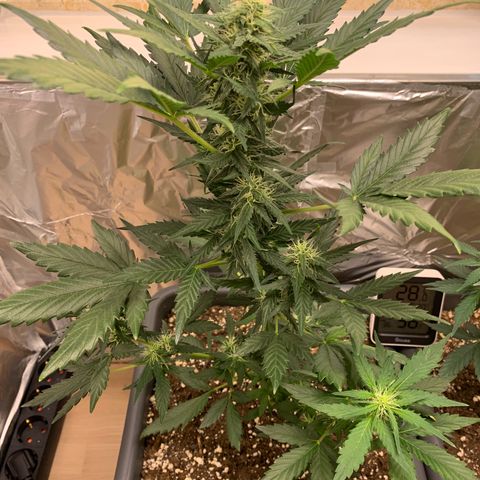 Cream Mandarine XL Auto growlog timeline photo