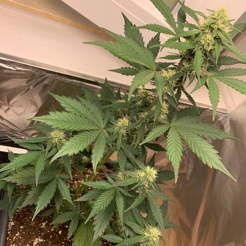 Dark Devil Auto growlog timeline photo