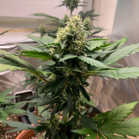 Critical Automatic growlog timeline photo