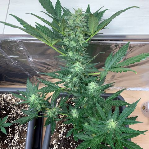 Cream Mandarine XL Auto growlog timeline photo