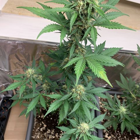 Dark Devil Auto growlog timeline photo