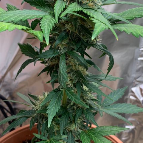 Critical Automatic growlog timeline photo