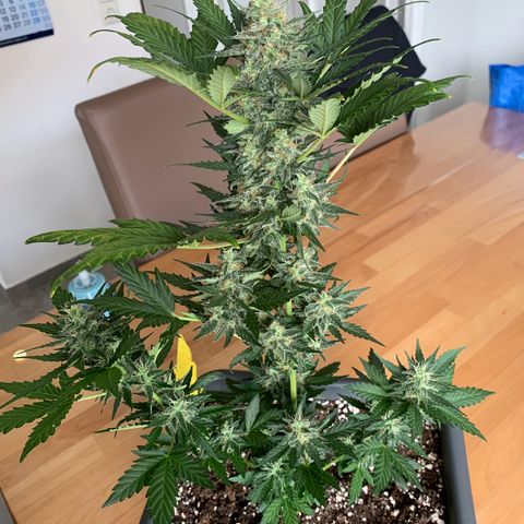 Cream Mandarine XL Auto growlog timeline photo