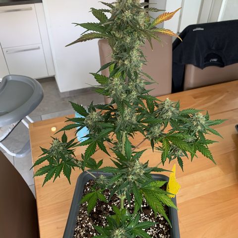 Dark Devil Auto growlog timeline photo