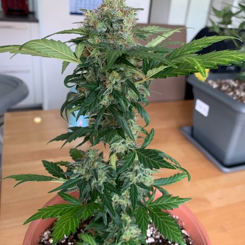 Critical Automatic growlog timeline photo