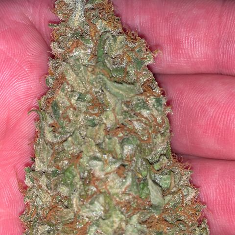 Cream Mandarine XL Auto growlog timeline photo