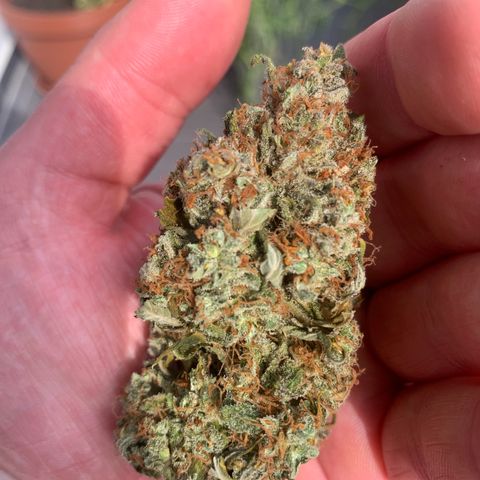 Dark Devil Auto growlog timeline photo