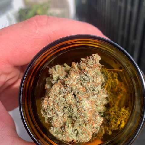 Critical Automatic growlog timeline photo