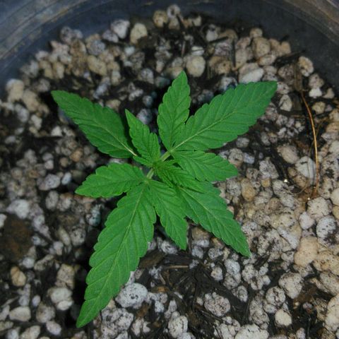 Ww growlog timeline photo