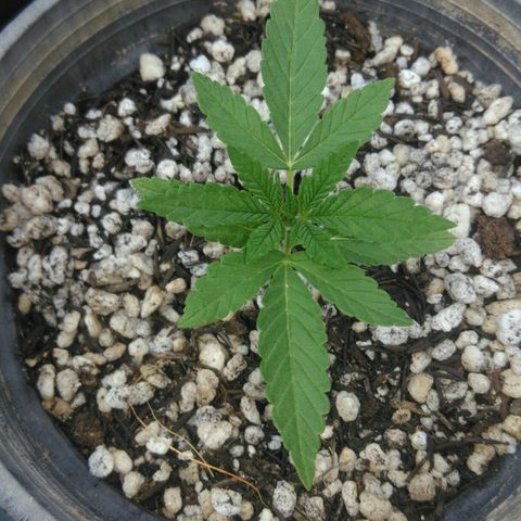 Ww growlog timeline photo
