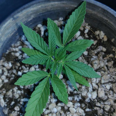 Ww growlog timeline photo