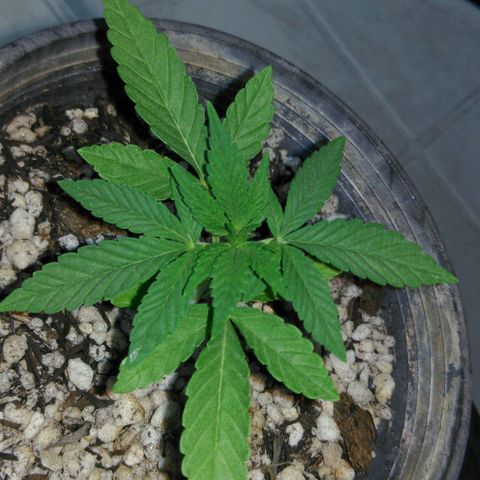Ww growlog timeline photo