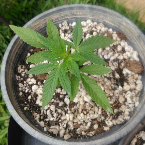 Ww growlog timeline photo