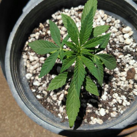 Ww growlog timeline photo