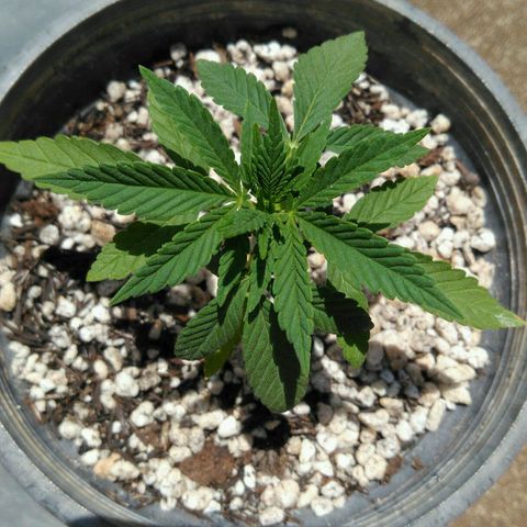 Ww growlog timeline photo