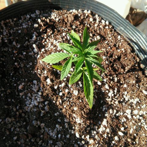 Ww growlog timeline photo