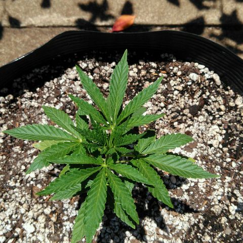 Ww growlog timeline photo