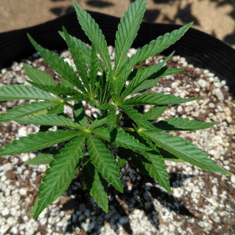 Ww growlog timeline photo