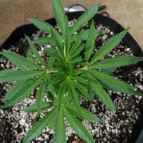 Ww growlog timeline photo