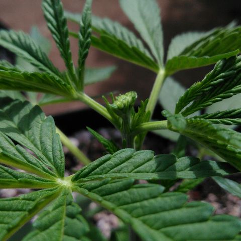 Ww growlog timeline photo