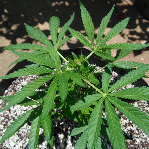 Ww growlog timeline photo